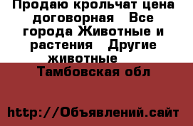 Продаю крольчат цена договорная - Все города Животные и растения » Другие животные   . Тамбовская обл.